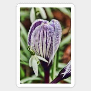 crocus snowdrop and water droplets Magnet